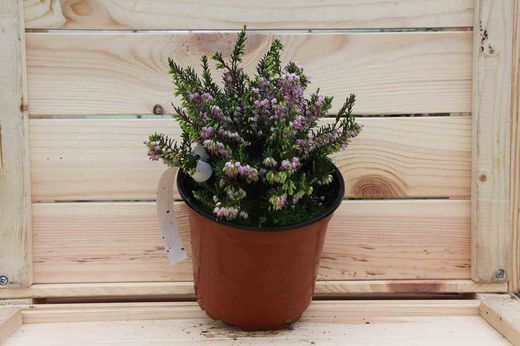 Erica darleyensis "Darley dale", bruyère