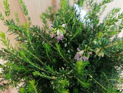 Erica darleyensis "Darley dale", bruyère