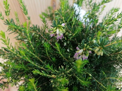 Erica darleyensis "Darley dale", bruyère