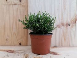 Erica darleyensis "Darley dale", bruyère