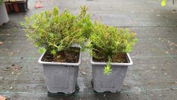 Erica darleyensis "Darley dale", brezo