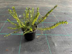 Erica darleyensis "Darley dale", bruyère