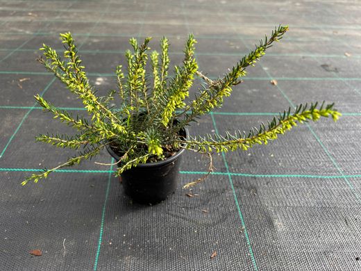 Erica darleyensis "Darley dale", bruyère