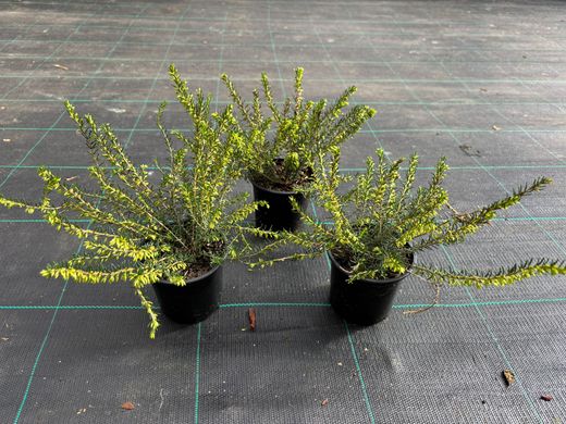 Erica darleyensis "Darley dale", bruyère