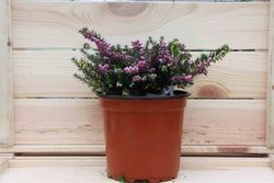 Erica darleyensis 'Kramers rote'