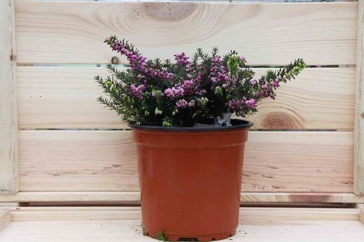 Erica darleyensis 'Kramers rote'