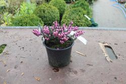 Erica darleyensis 'Kramers rote'