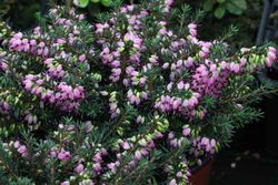 Erica darleyensis 'Kramers rote'