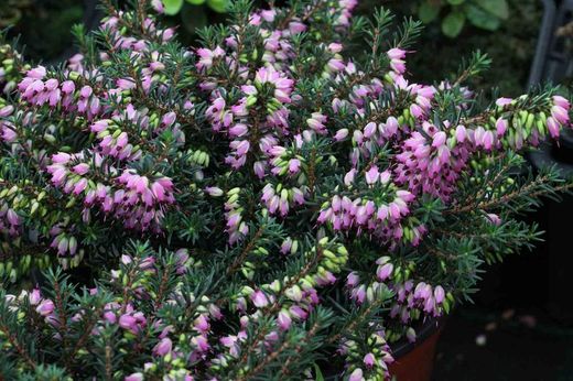 Erica darleyensis 'Kramers rote'