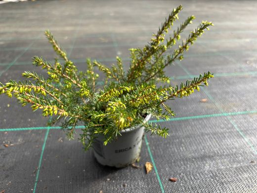 Erica darleyensis 'Kramers rote'