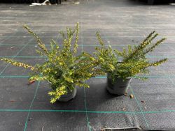 Erica darleyensis 'Kramers rote'