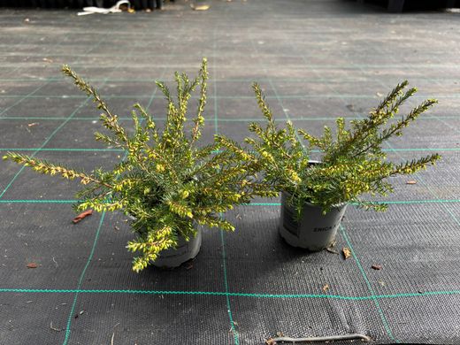 Erica darleyensis 'Kramers rote'