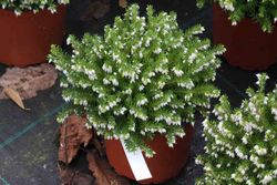 Erica caroyensis "Perfeição branca", urze