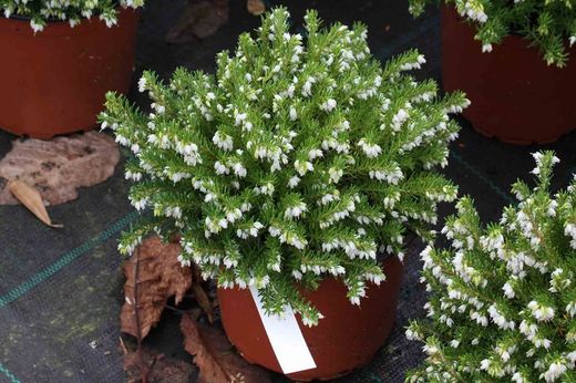 Erica caroyensis "Perfeição branca", urze