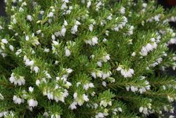 Erica caroyensis "Perfeição branca", urze