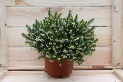 Erica caroyensis "Perfeição branca", urze