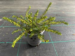 Erica caroyensis "Perfeição branca", urze