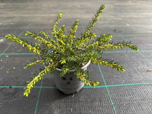 Erica caroyensis "Perfeição branca", urze