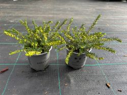 Erica caroyensis "Perfeição branca", urze