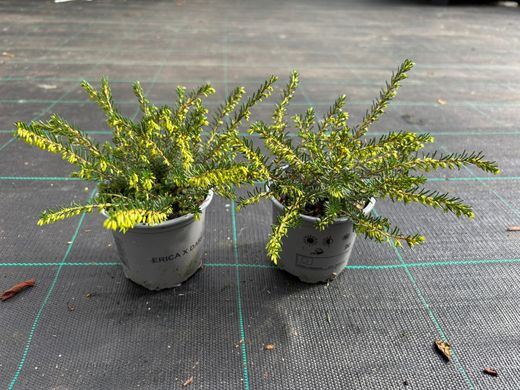 Erica caroyensis "Perfeição branca", urze