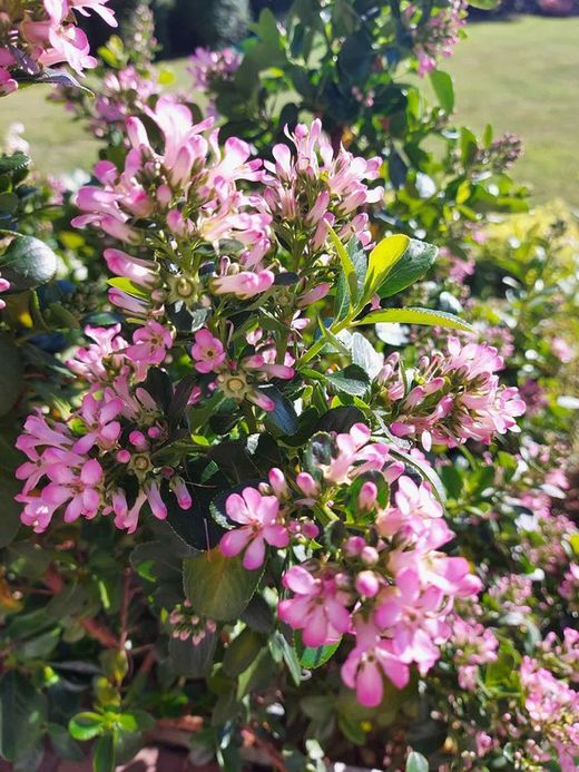 Escallonia laevis Pink elle