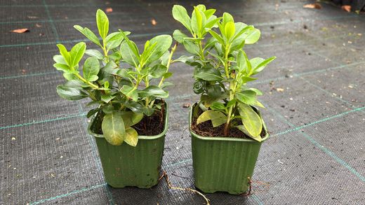 Escallonia laevis Pink elle