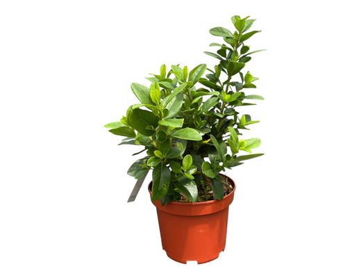 Escallonia laevis Pink elle
