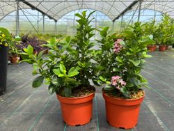 Escallonia laevis Pink elle