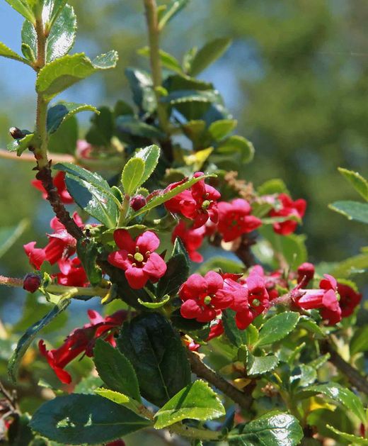 Escallonia Red dream