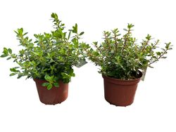 Escallonia Red dream