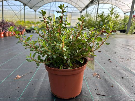 Escallonia Red dream