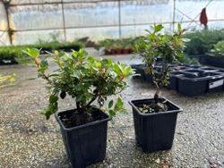 Escallonia Red dream