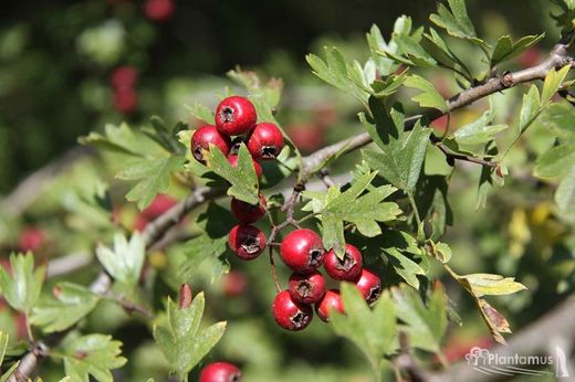 Espino albar a raíz desnuda. Crataegus monogyna