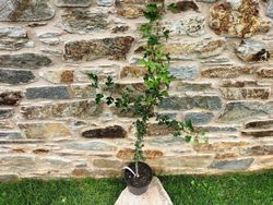 Espinheiro branco, majuelo, espinera, Crataegus monogyna.