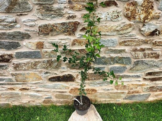 Espinheiro branco, majuelo, espinera, Crataegus monogyna.