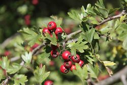 Espinheiro branco, majuelo, espinera, Crataegus monogyna.