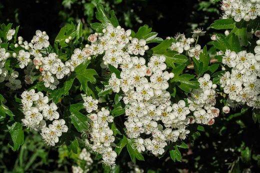 Espinheiro branco, majuelo, espinera, Crataegus monogyna.