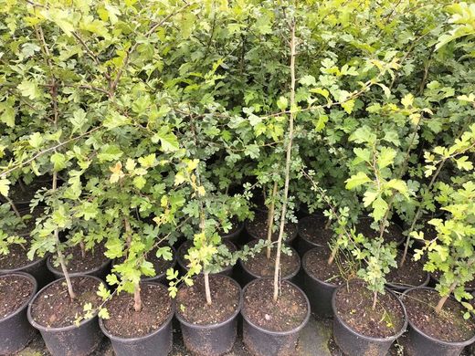 Espino albar, majuelo, espinera, Crataegus monogyna.