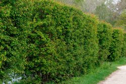 Espinheiro branco, majuelo, espinera, Crataegus monogyna.