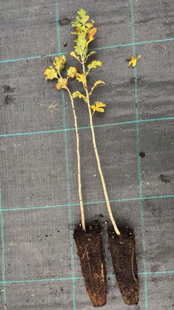 Espinheiro branco, majuelo, espinera, Crataegus monogyna.