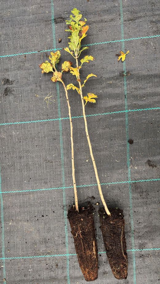 Espinheiro branco, majuelo, espinera, Crataegus monogyna.