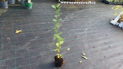 Espinheiro branco, majuelo, espinera, Crataegus monogyna.
