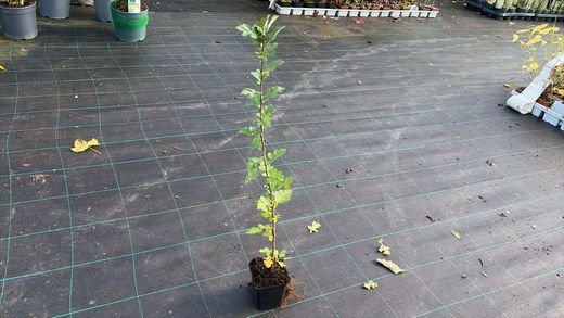 Espinheiro branco, majuelo, espinera, Crataegus monogyna.