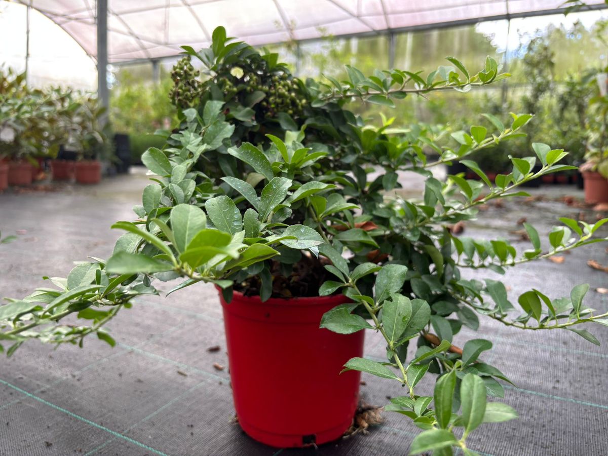 Buisson ardent rouge - Pyracantha Saphyr red — Plantamus Pépinière en ligne