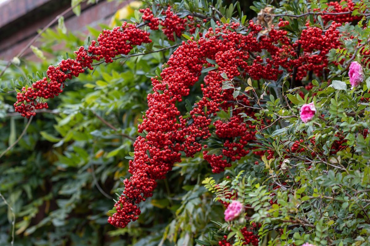 Buisson ardent rouge - Pyracantha Saphyr red — Plantamus Pépinière en ligne