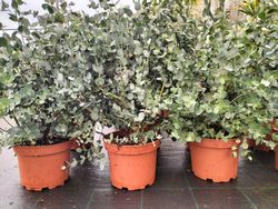Eucalipto decorativo, goma de cidra, Eucalyptus gunni