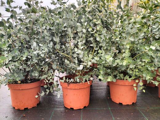 Eucalipto decorativo, goma de cidra, Eucalyptus gunni