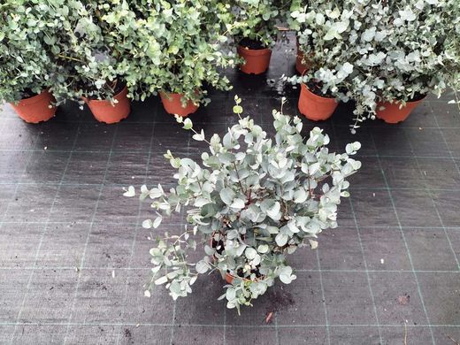 Eucalipto decorativo, goma de cidra, Eucalyptus gunni