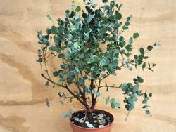 Eucalipto decorativo, goma de cidra, Eucalyptus gunni