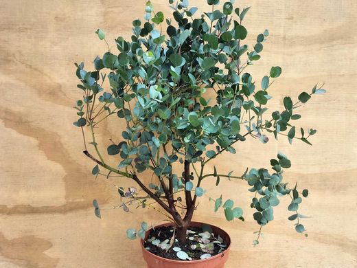 Eucalipto decorativo, goma de cidra, Eucalyptus gunni